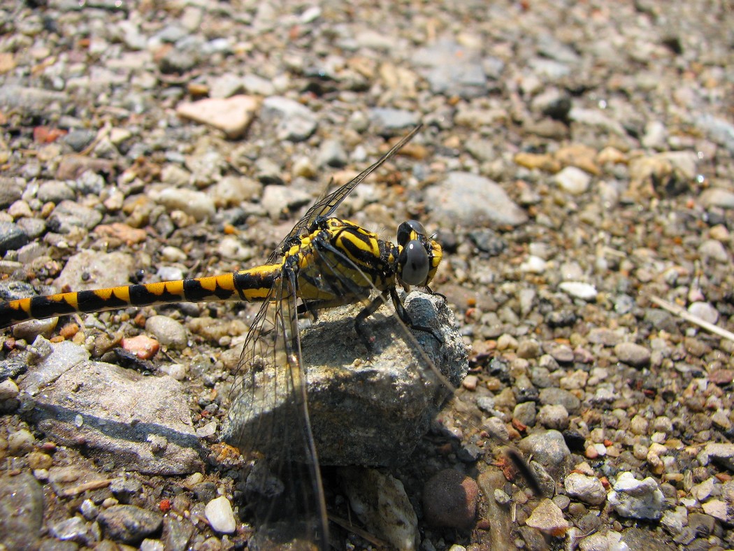 Odonati da identificare nel Parco del Ticino